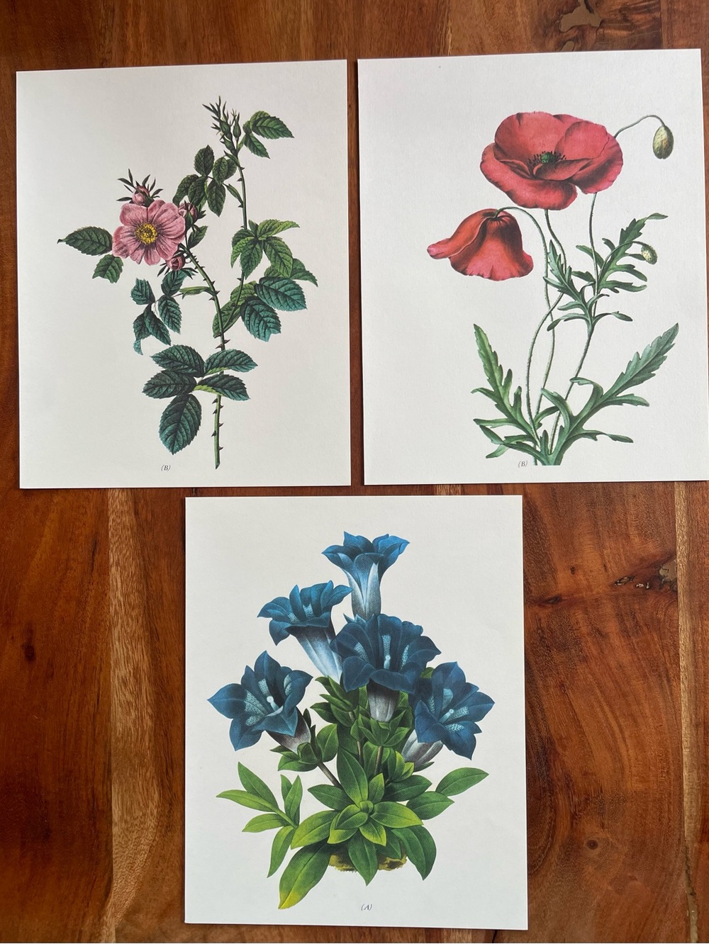 Set of 3 Vintage Botanical Floral Illustrations Book Pages Art Prints Frameable